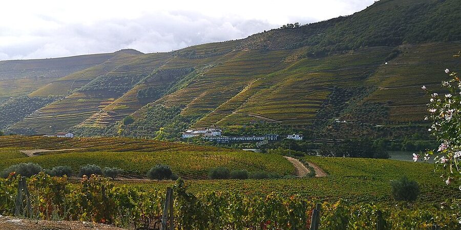Quinta do Bomfim vineyards in Pinhao Douro Portugal