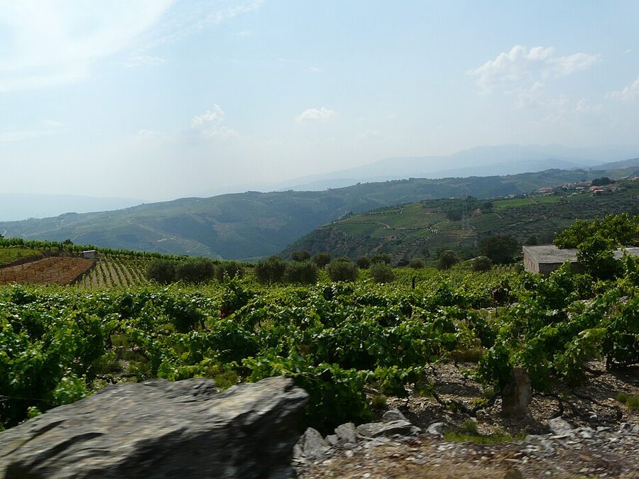 Rocky schist soil with Douro Valley vines close detail