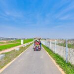 [Private] Anseong Farmland Flower Festival & Golden Buddha Temple - Anseong Farmland: A Floral Wonderland