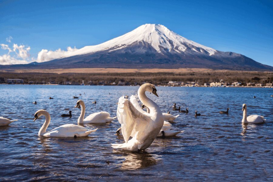 Private charter car one day trip for Mt fuji - Who Should Consider This Tour?