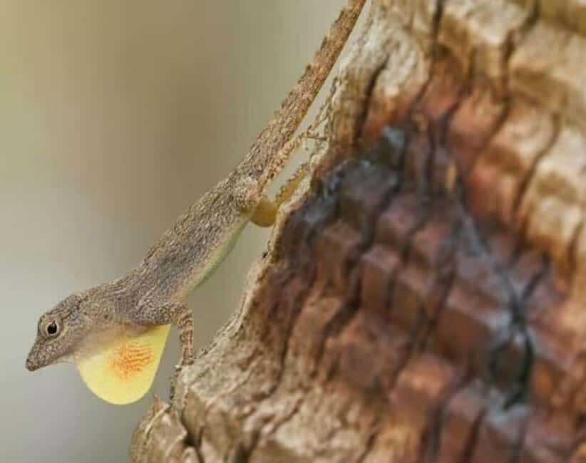 Private: Emerald Coast Mountain Escape from Punta Cana - An Authentic Taste of the Dominican Countryside