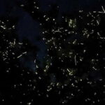 Private Firefly Watching Night Cruise on Bohol Abatan River - What to Expect from the Firefly Night Cruise