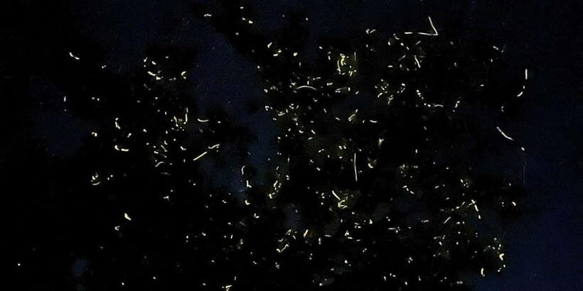 Private Firefly Watching Night Cruise on Bohol Abatan River - What to Expect from the Firefly Night Cruise
