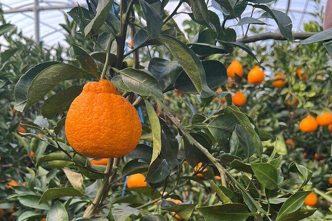 PRIVATE Flexible Tour Cruise Ship international ferry terminal - The Experience: What Travelers Say