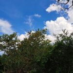 Private Jamrock Herbal Trek at Discovery Bay Jamaica - Practical Details and Value