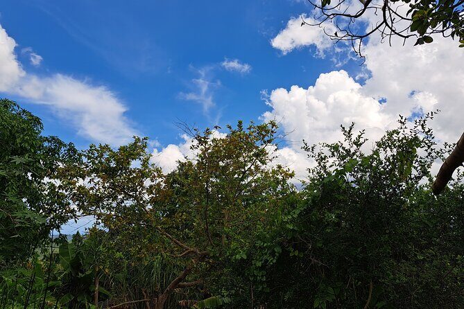 Private Jamrock Herbal Trek at Discovery Bay Jamaica - Practical Details and Value