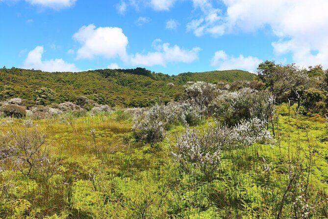 Private Kaitoke Hot Springs Soak and Walk Tour in Great Barrier - What Makes This Tour Special?