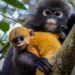 Private Kuala Selangor Firefly Day Trip from Kuala Lumpur - The Complete Experience Breakdown