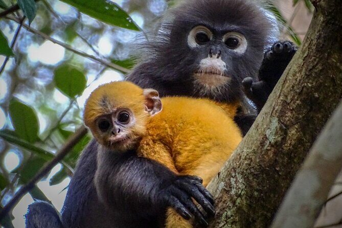 Private Kuala Selangor Firefly Day Trip from Kuala Lumpur - The Complete Experience Breakdown