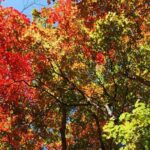 Private Mt Fuji Car and Hiking Experience from Gotemba - A Deep Dive into the Mt Fuji Forest Experience