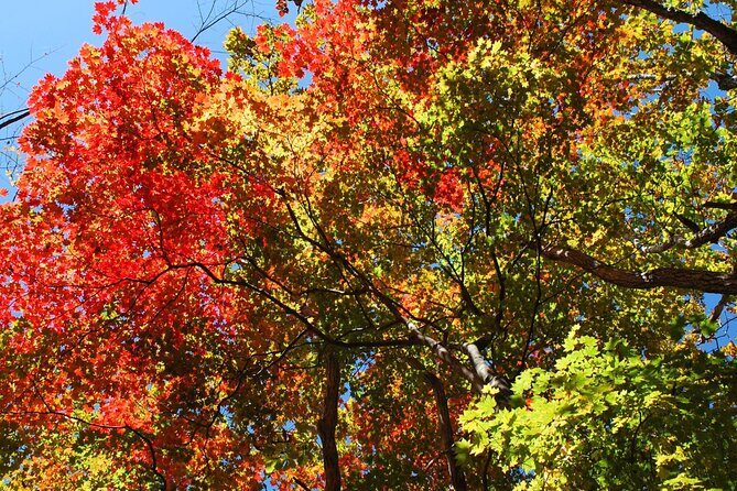 Private Mt Fuji Car and Hiking Experience from Gotemba - A Deep Dive into the Mt Fuji Forest Experience