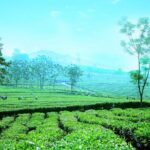 Private Sapa Motorbike Tour - Tea Hill - Why This Tour Is a Great Choice