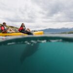 Private Seal Kayaking and Wildlife Tour in Kaikoura - Why This Tour Is a Great Choice