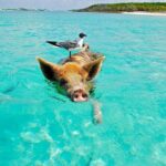 Private Speedboat tour to Koh Madsum (Pig Island) & Koh Tan - What Makes This Tour a Good Deal?