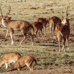 Private Tour from Mirissa to Ella with Udawalawe Safari - Why This Tour Offers Good Value