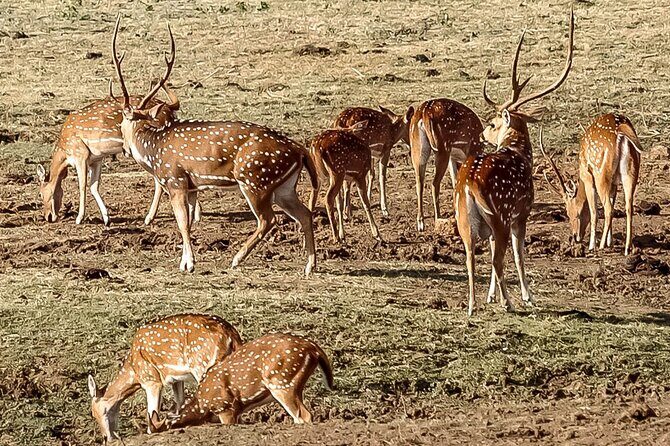 Private Tour from Mirissa to Ella with Udawalawe Safari - Why This Tour Offers Good Value