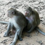 Private Tour to Koh ker and Beng Mealea Temple from Siem Reap - The Guides and the Personal Touch