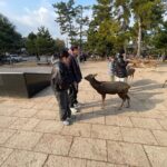 Private Tours by Luxurious Vans in Kyoto, Osaka, Nara. - Additional Insights from Reviews