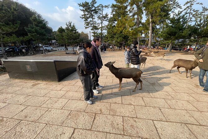 Private Tours by Luxurious Vans in Kyoto, Osaka, Nara. - Additional Insights from Reviews