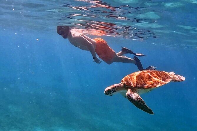Private Turtle Spotting Snorkeling Excursion in Aruba - FAQ