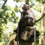 Private Ubud Day Tour Waterfalls Sacred Monkeys and Rice Fields - Testimonials from Travelers