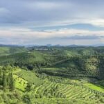 Puer Tea Picking and Tasting | 6 Hour Morning Trip - A Deep Dive into the Tour Experience