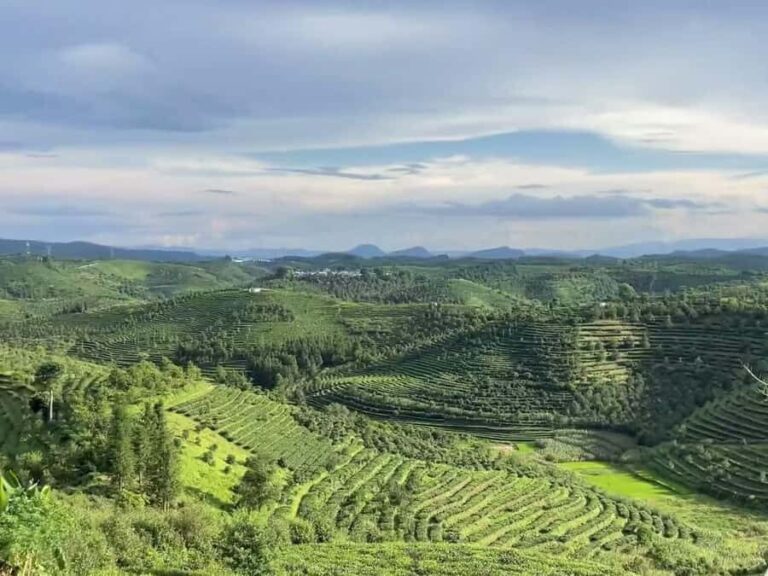 Puer Tea Picking and Tasting | 6 Hour Morning Trip - A Deep Dive into the Tour Experience