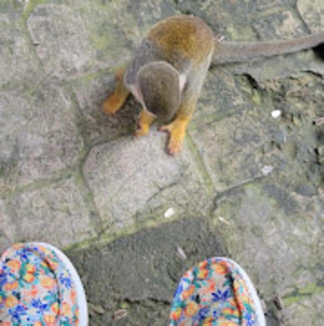 Puerto Plata: Monkeyland Tour - What to Expect from the Monkeyland Tour