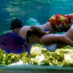 Puerto Plata: Ocean World Adventure Park Day Pass - What You Can Expect at Ocean World Puerto Plata