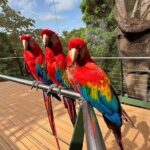 Puerto Rico Cable Car and Bird Sanctuary Tour - The Itinerary Breakdown: What You Can Expect