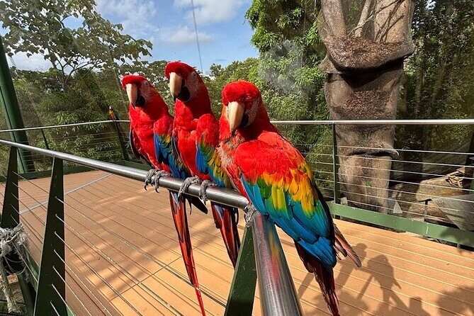 Puerto Rico Cable Car and Bird Sanctuary Tour - The Itinerary Breakdown: What You Can Expect
