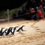 Puffing Billy Tour and Penguin Parade from Melbourne - An Afternoon on Phillip Island