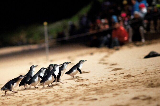 Puffing Billy Tour and Penguin Parade from Melbourne - An Afternoon on Phillip Island