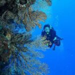 Punta Cana: Catalina Island Scuba Diving Day Trip - Total Value & Considerations