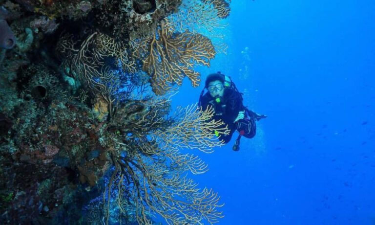 Punta Cana: Catalina Island Scuba Diving Day Trip - Total Value & Considerations