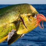 Punta Cana Deep Sea Fishing  Private 4H Charter from Cap Cana - The Sum Up