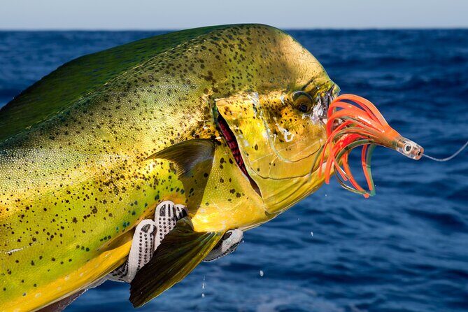 Punta Cana Deep Sea Fishing  Private 4H Charter from Cap Cana - The Sum Up