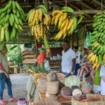 Punta Cana: Haitises, Cano Hondo, Redonda Mountain Day Trip - Transportation and Practical Details