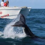 Punta Cana: Private Samaná Whale Watching Day Trip - The Sum Up