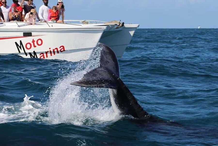 Punta Cana: Private Samaná Whale Watching Day Trip - The Sum Up