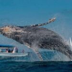 Punta Cana: Samaná Bay Whale Watching & Cayo Levantado - Why This Tour Works