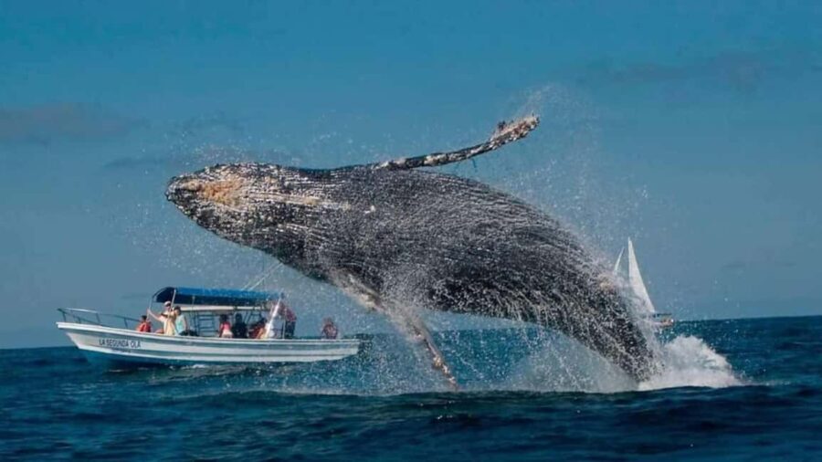 Punta Cana: Samaná Bay Whale Watching & Cayo Levantado - Why This Tour Works
