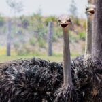 PVT Guided Tour: Sydney Opera House and Featherdale Wildlife Park - Exploring the Itinerary in Detail