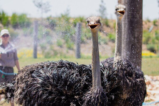 PVT Guided Tour: Sydney Opera House and Featherdale Wildlife Park - Exploring the Itinerary in Detail