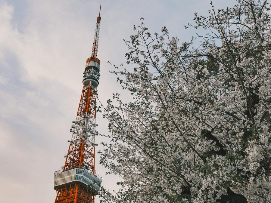 Tokyo Tower rising above pink cherry blossom trees during spring in Tokyo