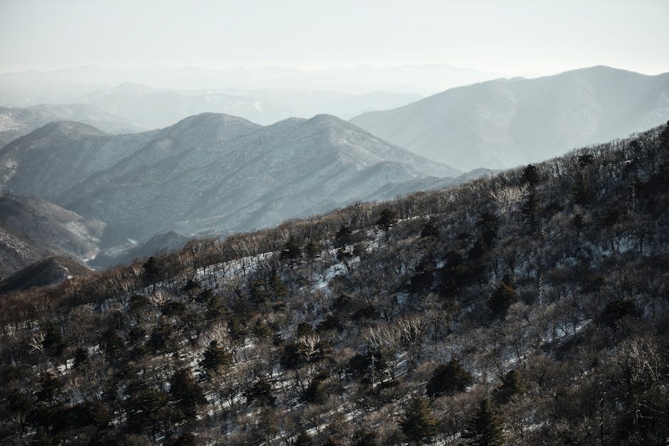 Pine forest valley near PyeongChang in Gangwon Province