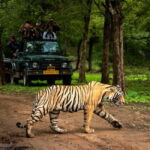 Ranthambore National Park: Jeep or Canter Safari - The Safari Options: Jeep or Canter?