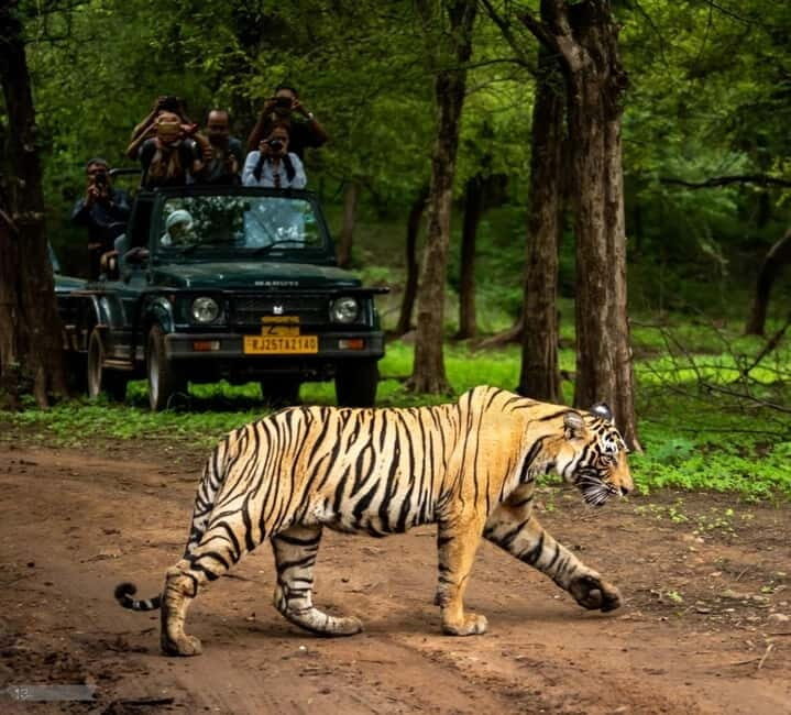 Ranthambore National Park: Jeep or Canter Safari - The Safari Options: Jeep or Canter?