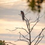 Safari tours in Udawalawa - Practical Details: What You Need to Know