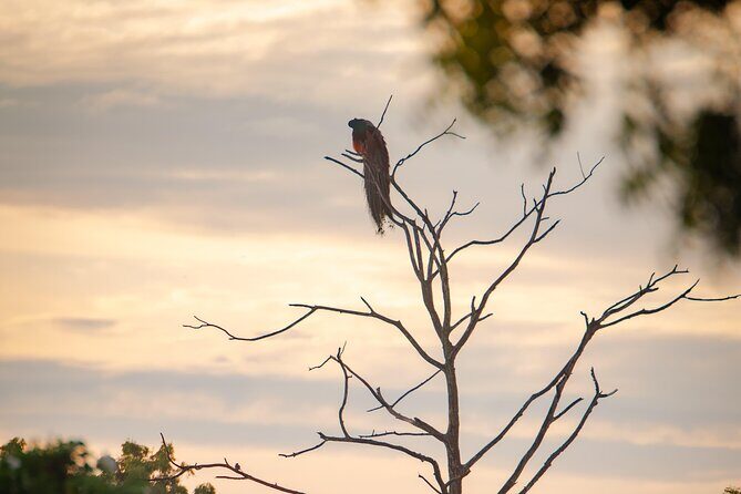 Safari tours in Udawalawa - Practical Details: What You Need to Know